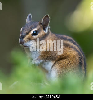 Ein Townsend Chipmunk, Neotamias townsendii, auf einem Zaun in Bellingham, Washington, Whatcom County, USA Stockfoto