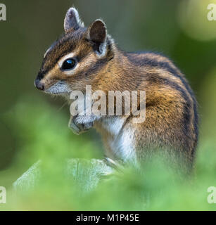 Ein Townsend Chipmunk, Neotamias townsendii, auf einem Zaun in Bellingham, Washington, Whatcom County, USA Stockfoto