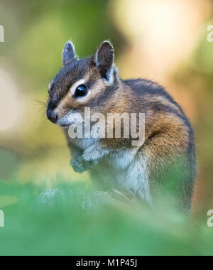 Ein Townsend Chipmunk, Neotamias townsendii, auf einem Zaun in Bellingham, Washington, Whatcom County, USA Stockfoto