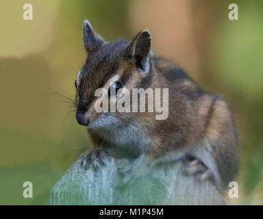 Ein Townsend Chipmunk, Neotamias townsendii, auf einem Zaun in Bellingham, Washington, Whatcom County, USA Stockfoto