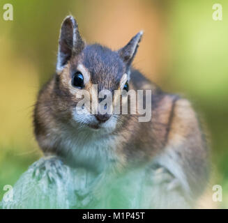 Ein Townsend Chipmunk, Neotamias townsendii, auf einem Zaun in Bellingham, Washington, Whatcom County, USA Stockfoto