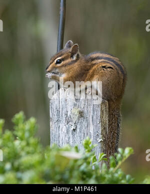 Ein Townsend Chipmunk, Neotamias townsendii, auf einem Zaun in Bellingham, Washington, Whatcom County, USA Stockfoto