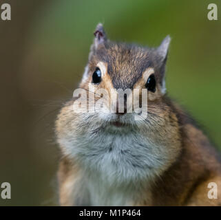 Ein Townsend Chipmunk, Neotamias townsendii, auf einem Zaun in Bellingham, Washington, Whatcom County, USA Stockfoto