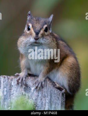 Ein Townsend Chipmunk, Neotamias townsendii, auf einem Zaun in Bellingham, Washington, Whatcom County, USA Stockfoto