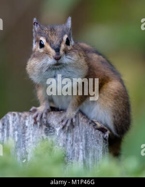 Ein Townsend Chipmunk, Neotamias townsendii, auf einem Zaun in Bellingham, Washington, Whatcom County, USA Stockfoto