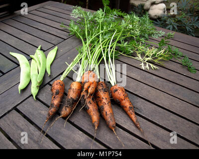 Home Gemüse, Möhren, Bohnen und Tomaten frisch aus dem Garten Stockfoto