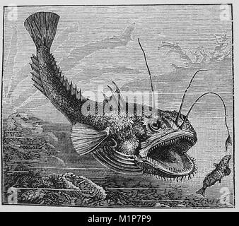 Ein 1889 Abbildung aus der Kammer Lexikon - Abbildung: Ein ANGLER FISCH einige Arten wie Seeteufel, SEA DEVIL, Frosch Fisch, Angeln Frösche oder in die USA, GOOSEFISH bekannt sind. Stockfoto