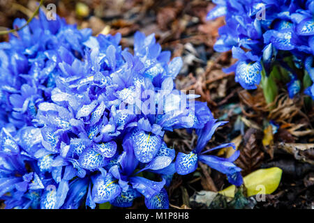 Tief blau mit weißer Mitte, Iris Beatrix histriodes 'Lady Stanley' Blüte in der RHS Wisley Gardens, Surrey, Südosten, England, Grossbritannien im Januar Stockfoto