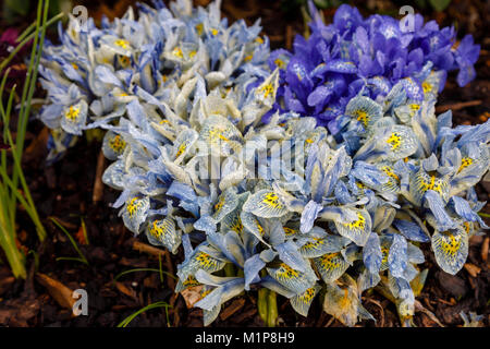 Blau und Gelb Zwerg Iris Katherine Hodgkin Blüte im Januar in der RHS Wisley Gardens, Surrey, Südosten, England, Grossbritannien mit Wassertropfen nach regen Stockfoto