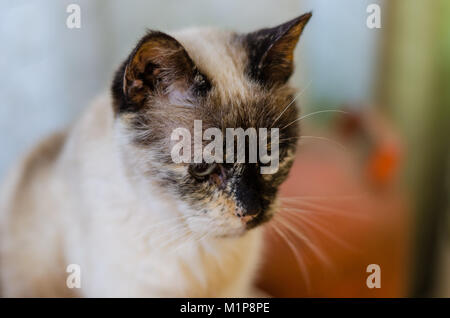 Foto: eine weiße Katze mit blauen Augen und dunkle Flecken. Stockfoto