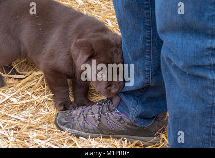 Cute adorable sechs Wochen alten chocolate Labrador Welpe Hund kaut auf die Schuh- und Hosebein, freche Stockfoto