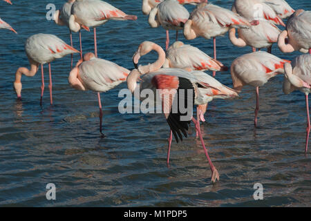 Flamingos, Phoenicopterus Roseus, der Camargue im Süden Frankreichs Stockfoto
