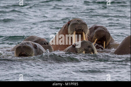 Walrosse in Inselgruppe Svalbard Stockfoto