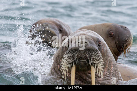 Walrosse in Inselgruppe Svalbard Stockfoto