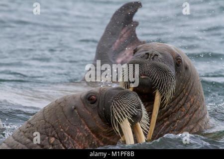 Walrosse in Inselgruppe Svalbard Stockfoto