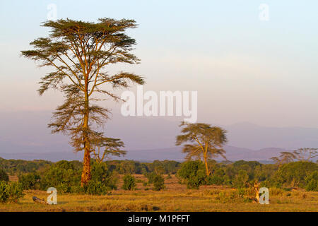 Savannah Waldland in der Ol Pejeta Conservancy Stockfoto