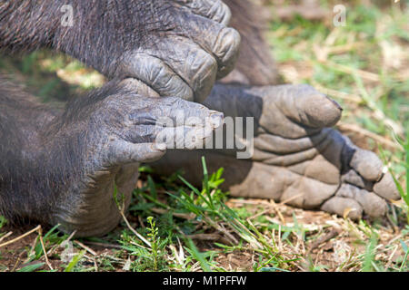 Schimpansen in der Ol Pejeta Conservancy schimpanse Heiligtum Stockfoto