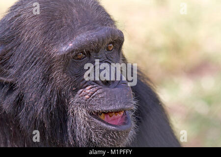 Schimpansen in der Ol Pejeta Conservancy schimpanse Heiligtum Stockfoto