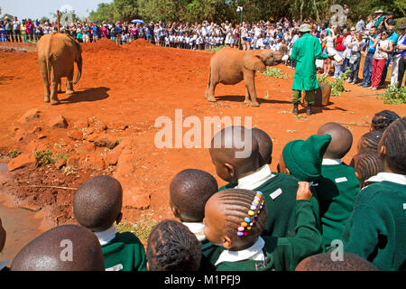 Elefanten Show an der David Sheldrick Elefanten Waisenhaus in Nairobi. Stockfoto