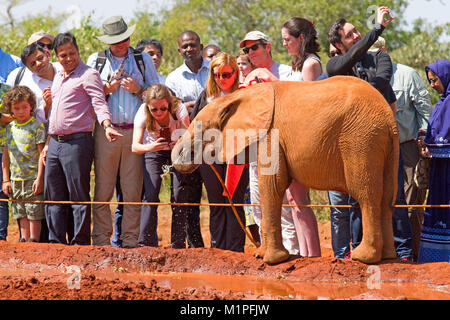 Elefanten Show an der David Sheldrick Elefanten Waisenhaus in Nairobi. Stockfoto