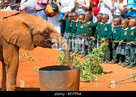 Elefanten Show an der David Sheldrick Elefanten Waisenhaus in Nairobi. Stockfoto