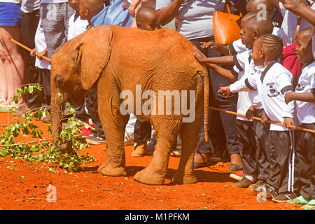 Elefanten Show an der David Sheldrick Elefanten Waisenhaus in Nairobi. Stockfoto