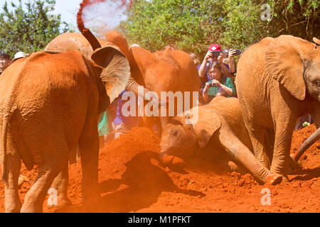 Elefanten Show an der David Sheldrick Elefanten Waisenhaus in Nairobi. Stockfoto