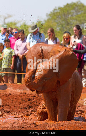 Elefanten Show an der David Sheldrick Elefanten Waisenhaus in Nairobi. Stockfoto