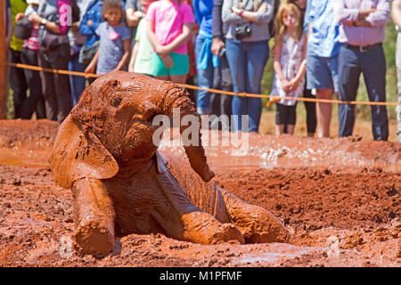 Elefanten Show an der David Sheldrick Elefanten Waisenhaus in Nairobi. Stockfoto