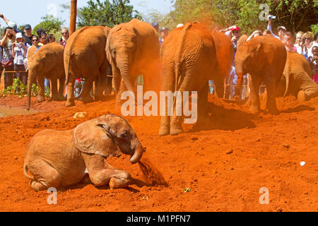 Elefanten Show an der David Sheldrick Elefanten Waisenhaus in Nairobi. Stockfoto