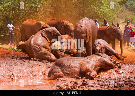 Elefanten Show an der David Sheldrick Elefanten Waisenhaus in Nairobi. Stockfoto