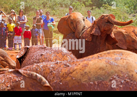 Elefanten Show an der David Sheldrick Elefanten Waisenhaus in Nairobi. Stockfoto