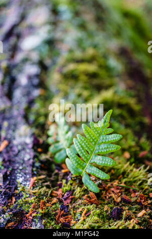 Frisches Grün sprießen von fern auf einem alten Baum im Wald. Stockfoto