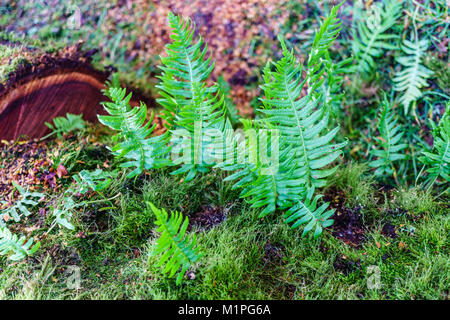Frisches Grün sprießen von fern auf einem alten Baum im Wald. Stockfoto