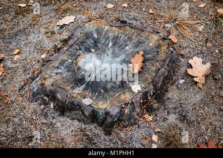 Alten Baumstumpf gesägter Baumstamm. Stockfoto