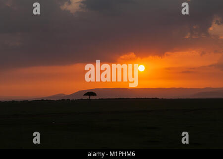 Ein einsamer Baum bei Sonnenaufgang über der Savanne der Masai Mara, wie aus einem Heißluftballon gesehen Silhouette Stockfoto