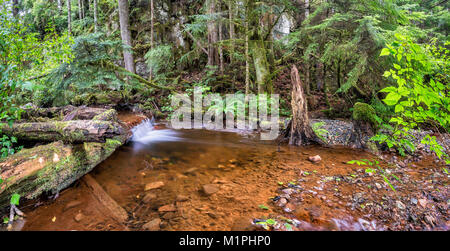 Kleiner Wasserfall, stream, gemäßigten Regenwald in der Nähe von Campingplatz, Telegraph Cove Resort in der Nähe von Telegraph Cove, North Vancouver, British Columbia, Kanada Stockfoto