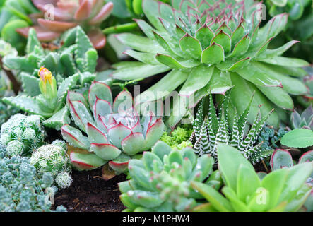 Saftige Blumenbeete Pflanzen im Garten. Dies ist eine Art von Cactus Familie, die resistent gegen extreme Wetter Stockfoto