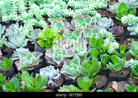 Saftige Blumenbeete Pflanzen im Garten. Dies ist eine Art von Cactus Familie, die resistent gegen extreme Wetter Stockfoto