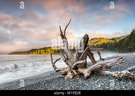 Wellen, Treibholz am Pacific Pebble Beach, Nebel bei Sonnenuntergang, Französisch Beach Provincial Park, Southern Vancouver Island, British Columbia, Kanada Stockfoto