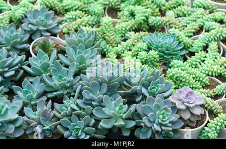 Saftige Blumenbeete Pflanzen im Garten. Dies ist eine Art von Cactus Familie, die resistent gegen extreme Wetter Stockfoto