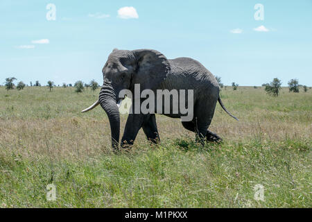 Ein afrikanischer Elefant Stockfoto