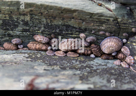 Japanische gemeinsame chitons (Acanthopleura japonica) und anderen marinen Muscheln; Sadamisaki Halbinsel, Shikoku, Japan Stockfoto