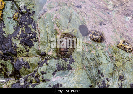 Japanische gemeinsame Chiton (Acanthopleura japonica) und anderen marinen Muscheln; Sadamisaki Halbinsel, Shikoku, Japan Stockfoto