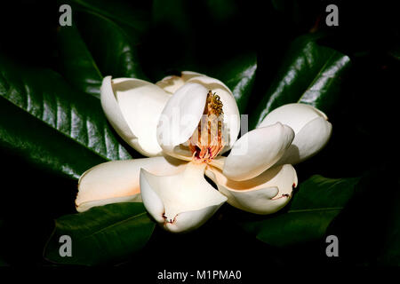 Die schöne Blüte der Magnolie vollständig geöffnet ist und mit den ersten Anzeichen der Hautalterung. Stockfoto