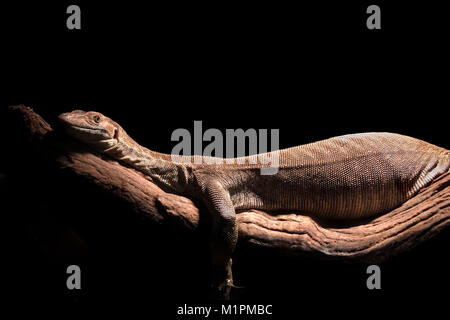 Die mertens Wasser Monitor ist auf einer über dem Wasser ausgesetzt anmelden. Das Wasser ist nicht sichtbar, weil der schwarzen Hintergrund. Stockfoto