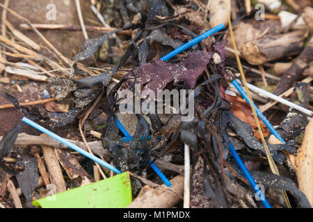 Pastic Baumwolle Ohrstöpsel sticks gewaschen in Algen am Strand in Fife, Schottland Stockfoto