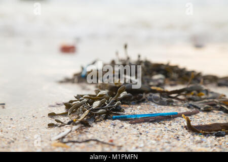 Pastic Baumwolle Ohrstöpsel sticks Gewaschen unter am Strand in Fife, Schottland Algen Stockfoto