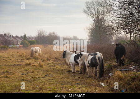 Gypsy Pferde auf Ödland in Warrington England. Stockfoto