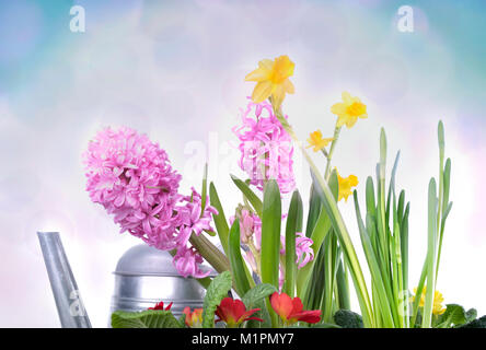 Schöne rosa Hyazinthen und Narzissen mit Gießkanne auf blur Blau backgroundbackground Stockfoto